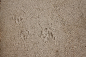 Floating dog on the sand beach