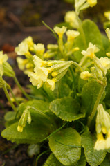 Primula veris or key flower yellow flowers
