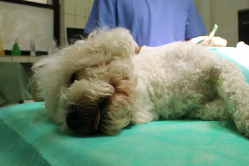 Bishon frise dog in anestesia