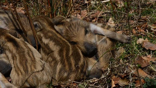 Schwarzwild, Frischlinge beim gemeinsamen Schlaf, M&auml;rz