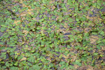 Water plants - Beautiful flowers grow in ponds
