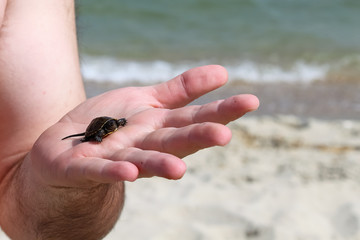 Small turtle on a hand with sea, sand and water on the background
