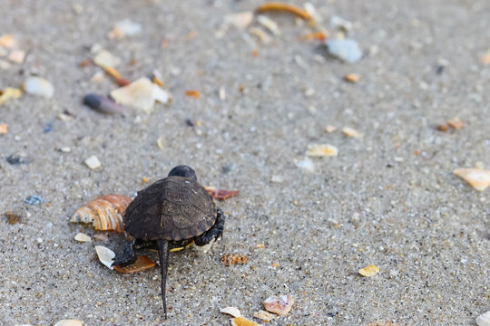 Small turtle on sand at seashore