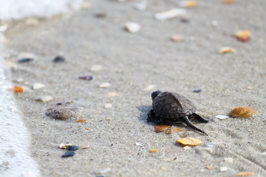 Small turtle on sand at seashore