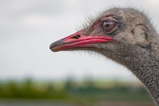 A close-up of an ostrich. The largest flightless bird.