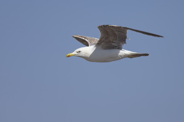 Yellow-legged Gull (Larus michahellis), immature in flight, Essaouira, Morocco.