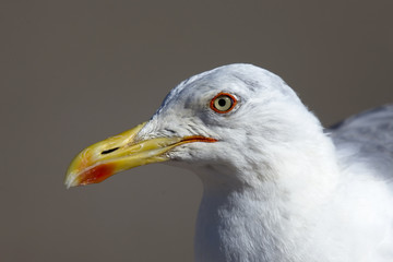 Yellow-legged Gull (Larus michahellis) adult head and shoulders, Essaouira, Morocco.