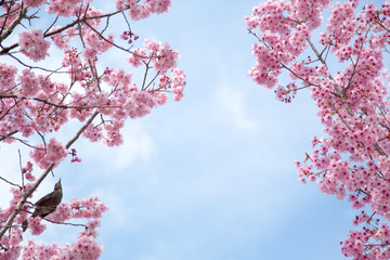 鳥と桜