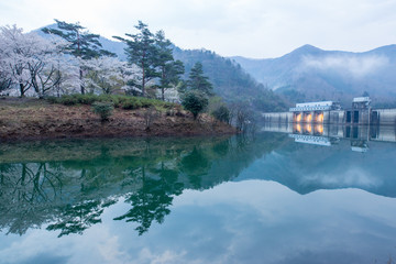 Fototapeta premium 大野ダムの桜