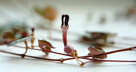 Ceropegia