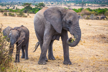 Obraz premium Mother & Child