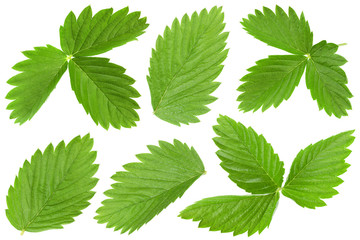 Strawberry leaf set on white