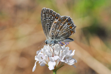 Common Blue or Polyommatus icarus, Small blue butterfly on flowers, Common blue butterfly on wild meadow