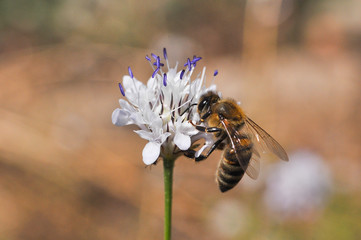 Honey bee collecting nectar on meadow, Honey Bee pollinating wildflower