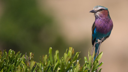 Lilac-Breasted Roller, Kenya's National Bird