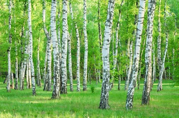 Foto op Plexiglas berkenbos in de zomer © balakleypb