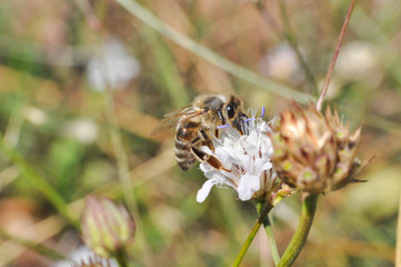 Honey bee collecting nectar on meadow, Honey Bee pollinating wildflower