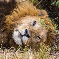 Senior Male Lion