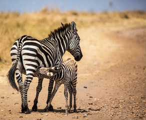 Fototapeta na wymiar Zebra Mother & Child