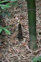 Bamboo sprout
