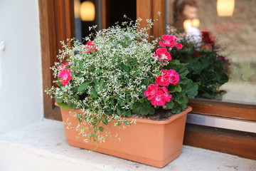 Balcony Plants / Geranium in decorative pails
