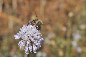 Honey bee collecting nectar on meadow, Honey Bee pollinating wildflower