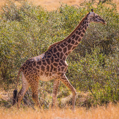 Masai Giraffe