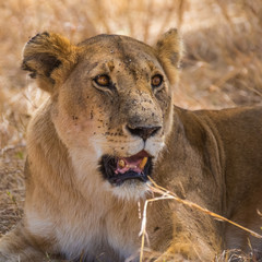 Masai Mara, Kenya, Sep 2016