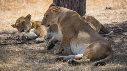 Masai Mara, Kenya, Sep 2016