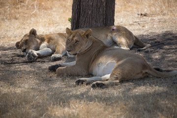 Masai Mara, Kenya, Sep 2016