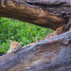 Lake Nakuru National Park, Kenya, Sep 2016