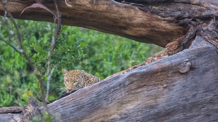 Leopard in a tree