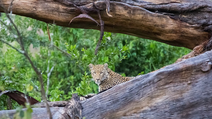 Leopard in a tree