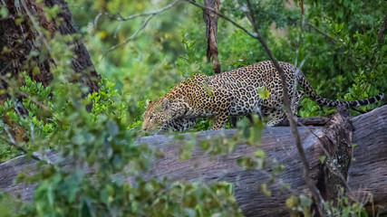 Leopard in a tree