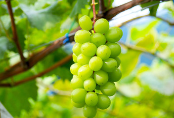 シャインマスカット