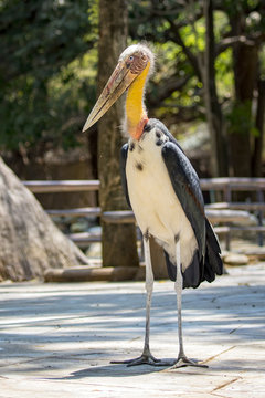 Image of a Lesser adjutant stork. wild animals.