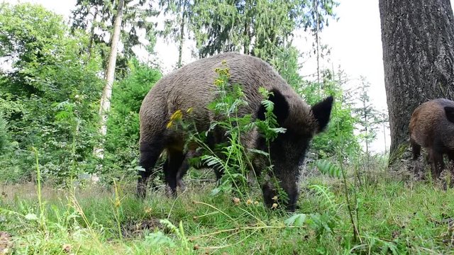 Wildschwein Rotte bei der Futtersuche, August