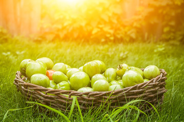 Many unripe tomatoes are green in different sizes and one small red tomato in a wicker brown basket on green grass, side view, the sun is shining brightly - Powered by Adobe