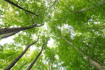 Grüne frische Baumwipfel, Harzer Wälder © ohenze