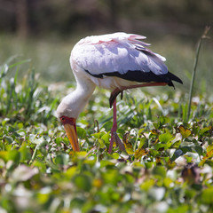 Lake Naivasha, Nakuru County, Kenya, Sep 2016