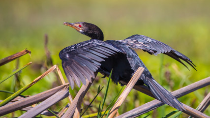 Naklejka premium Reed Cormorant before takeoff