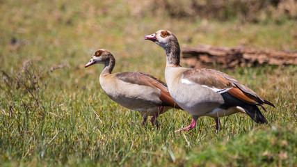 Ducks