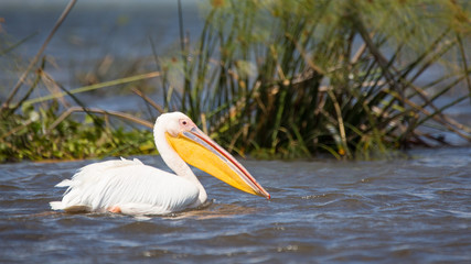 Great White African Pelican
