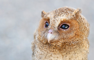 Little owl baby.