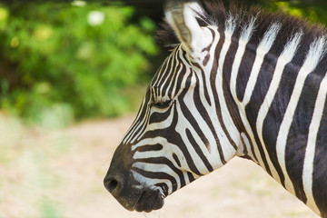 Fototapeta na wymiar Portrait of a Zebra with head to side