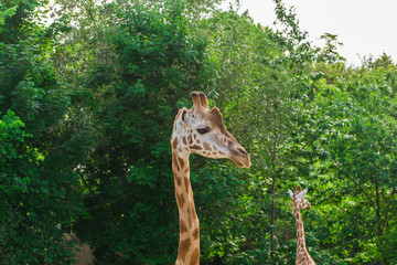 Pair of giraffe portrait seeing necks and heads on green leaves background