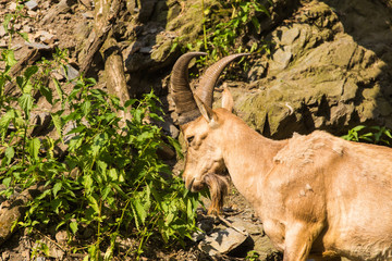 Wild goat in nature