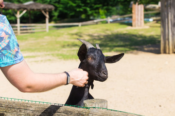 Man and lamb or goat in the farm