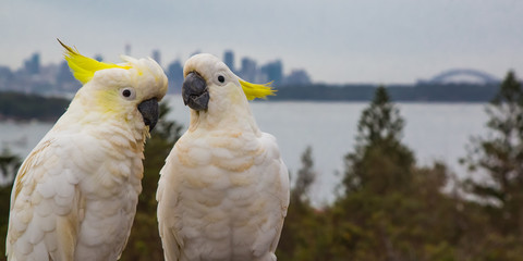 Two Cockatoos and the Harbour Bridge