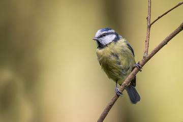 Obraz premium close up portrait of a juvenile blue tit perched on a thin branch and looking to the left complete with copy space for text